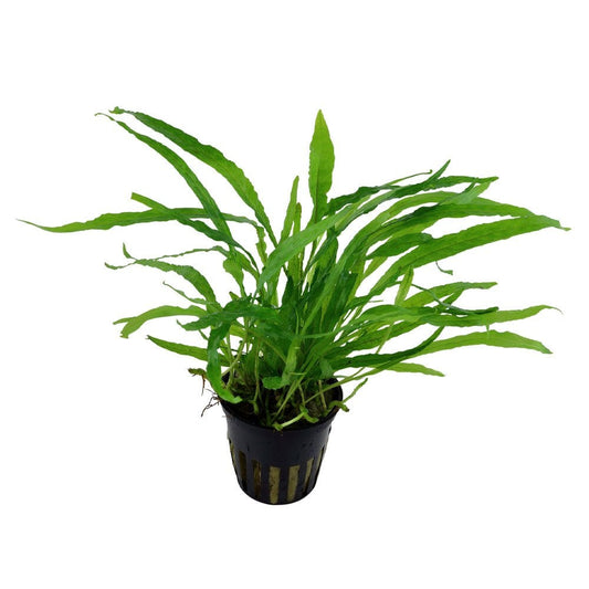 Microsorum Pteropus Narrow - Live Aquarium Plant