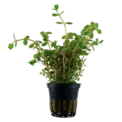 Rotala Rotundifolia - Live Aquarium Plant