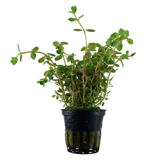 Rotala Rotundifolia - Live Aquarium Plant