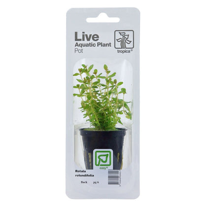 Rotala Rotundifolia - Live Aquarium Plant