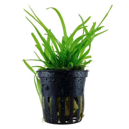 Sagittaria Subulata - Live Aquarium Plant