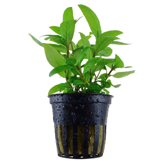 Staurogyne Repens - Live Aquarium Plant