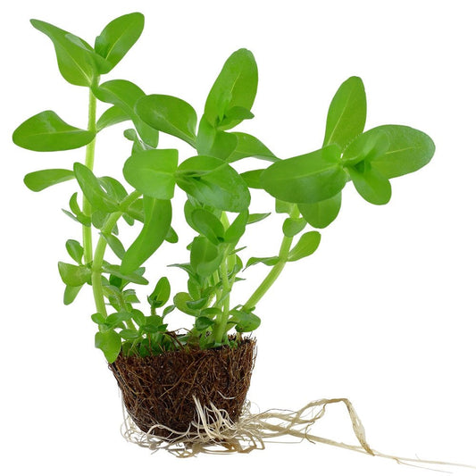 Bacopa Caroliniana - Live Aquarium Mini Plant