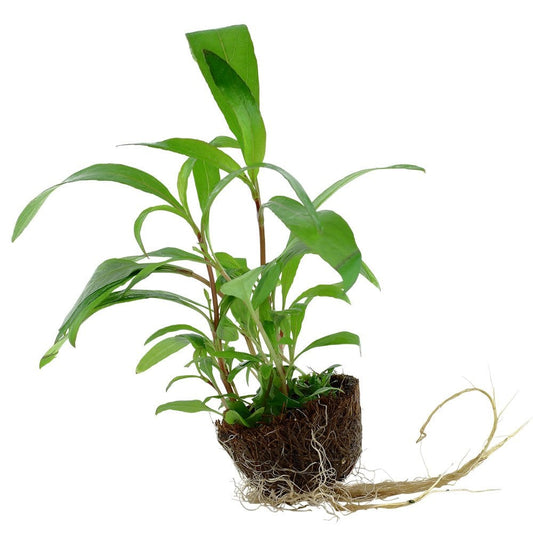 Hygrophila Corymbosa Siamensis - Live Aquarium Mini Plant