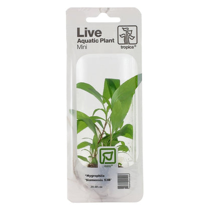 Hygrophila Corymbosa Siamensis - Live Aquarium Mini Plant