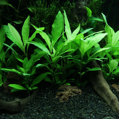 Hygrophila Corymbosa Siamensis - Live Aquarium Mini Plant