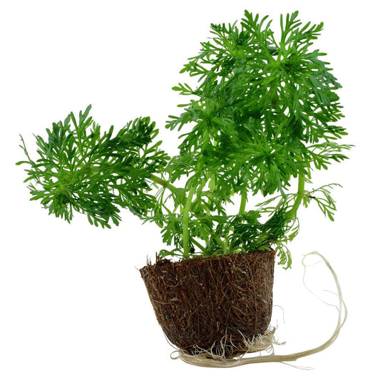 Limnophila Sessiliflora - Live Aquarium Mini Plant