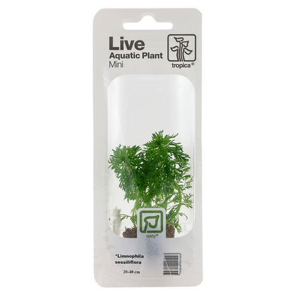 Limnophila Sessiliflora - Live Aquarium Mini Plant