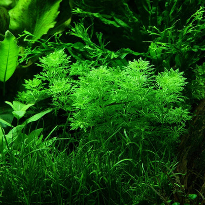 Limnophila Sessiliflora - Live Aquarium Mini Plant