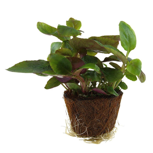 Lobelia Cardinalis - Live Aquarium Mini Plant