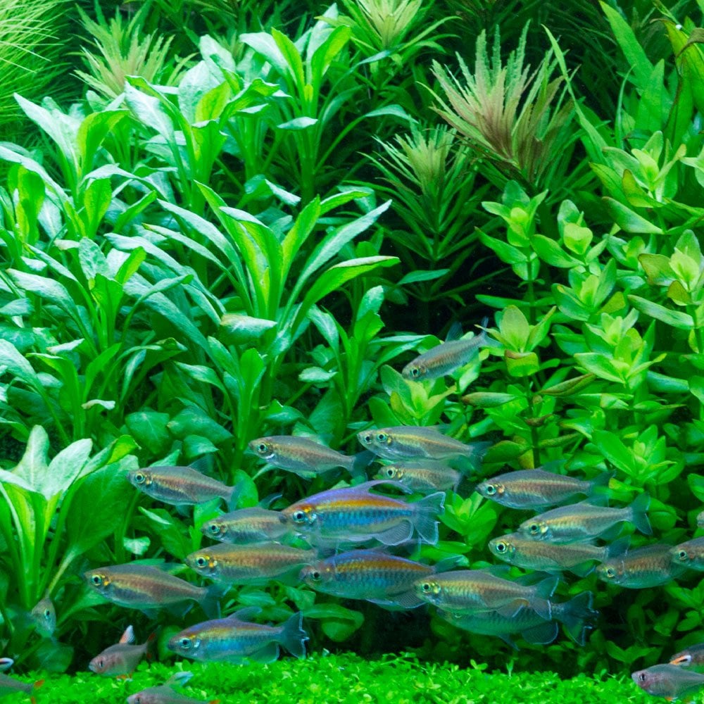 Lobelia Cardinalis - Live Aquarium Mini Plant