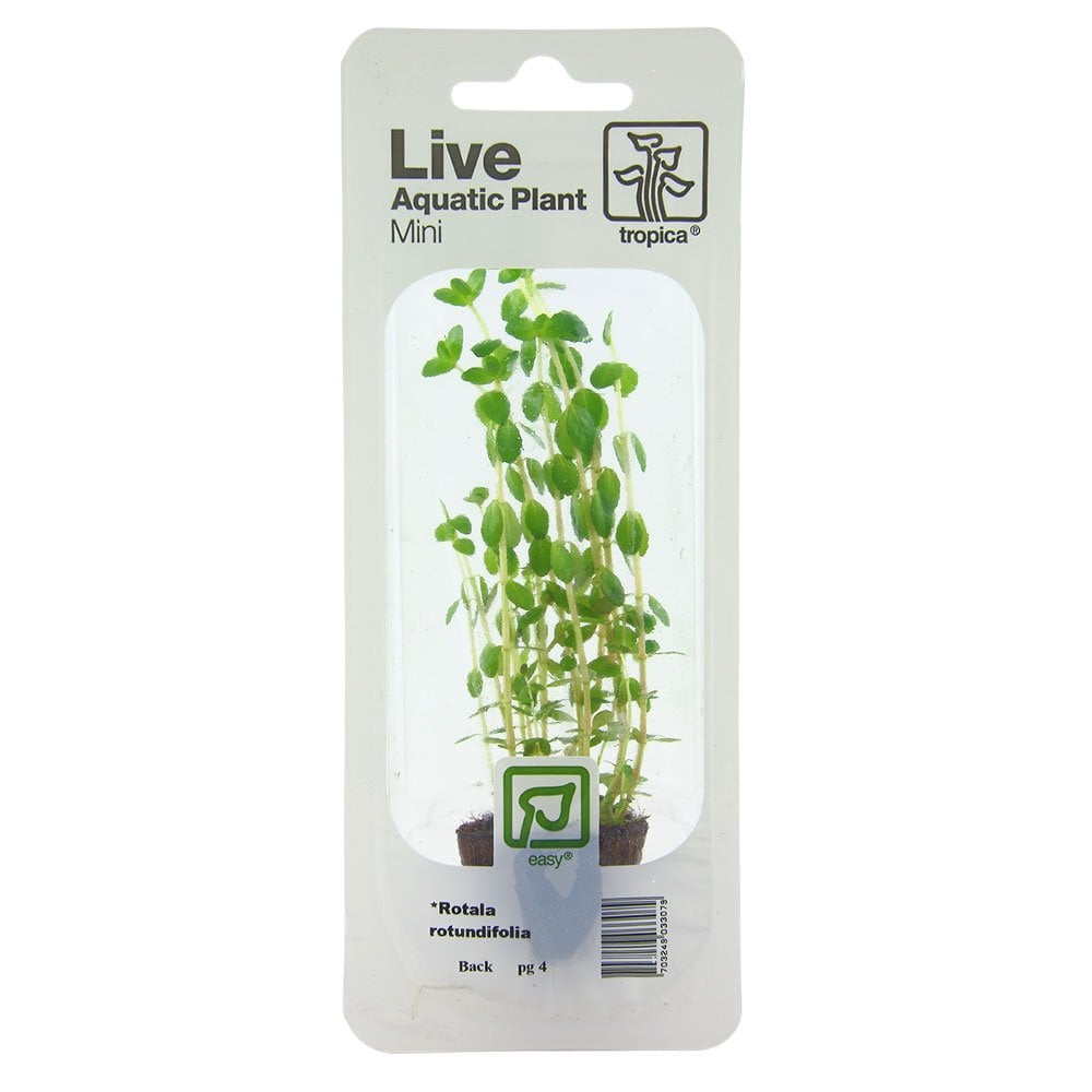 Rotala Rotundifolia - Live Aquarium Mini Plant