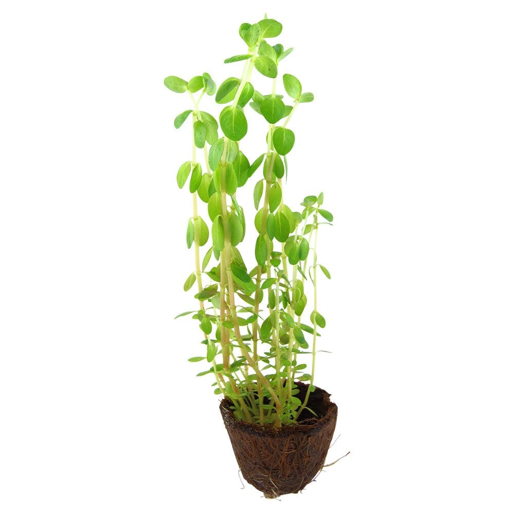Rotala Rotundifolia - Live Aquarium Mini Plant