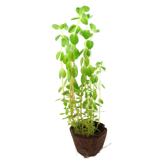 Rotala Rotundifolia - Live Aquarium Mini Plant