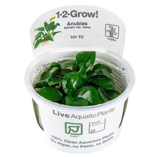 Anubias Barteri Nana 1-2-Grow