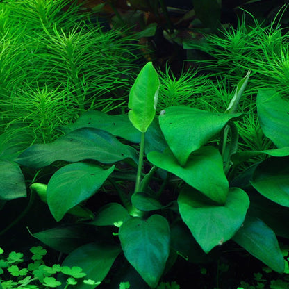 Anubias Barteri Nana 1-2-Grow