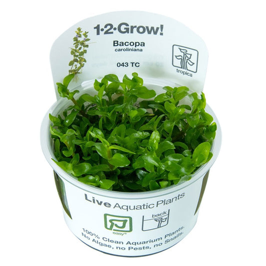 Bacopa Caroliniana 1-2-Grow