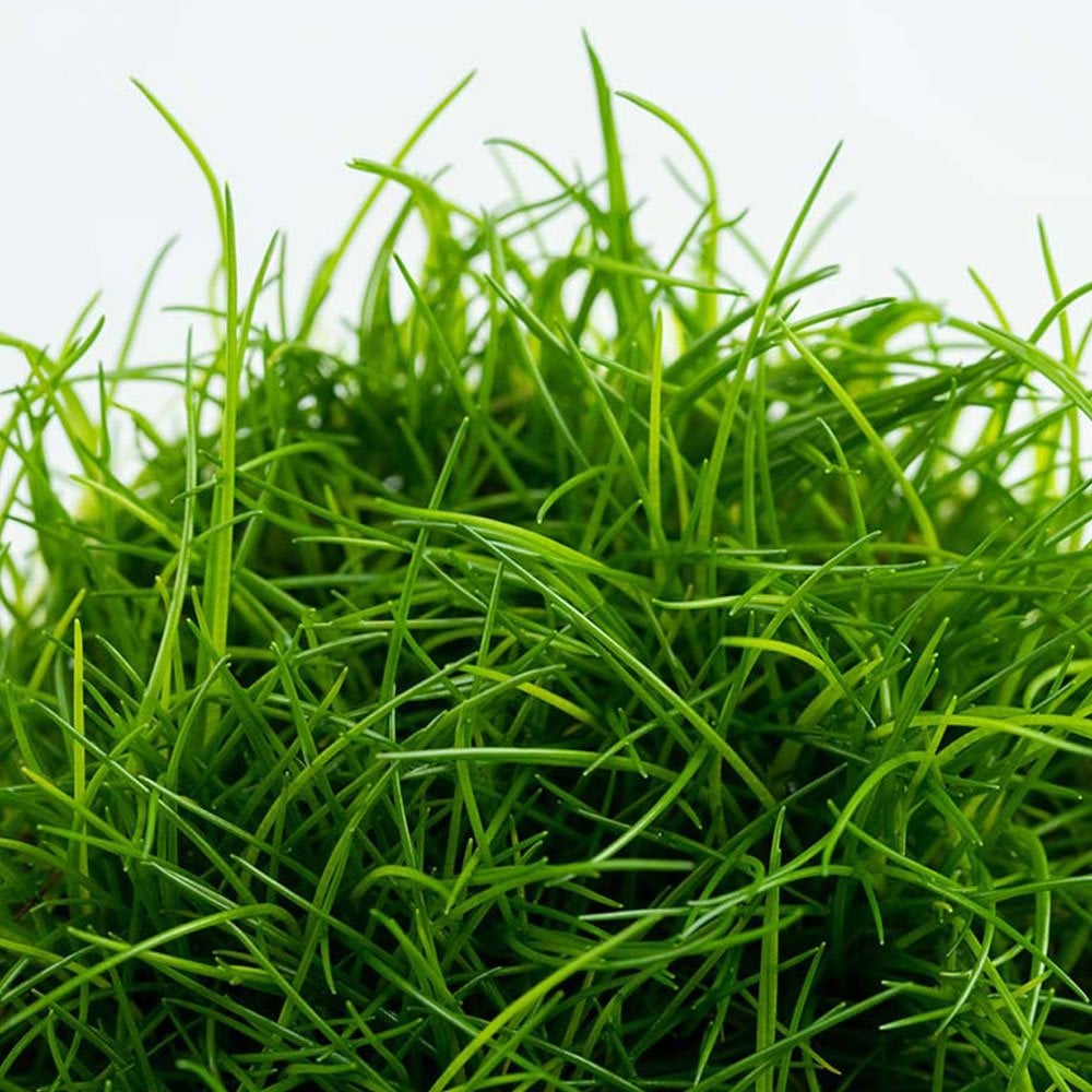 Eleocharis Acicularis 1-2-Grow