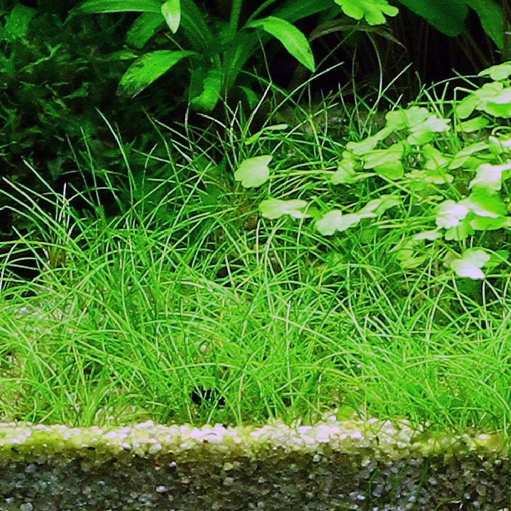Eleocharis Acicularis 1-2-Grow