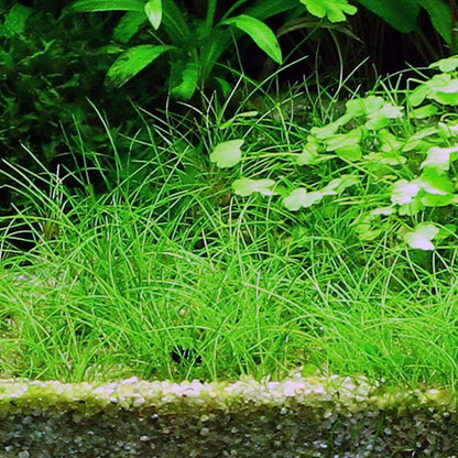 Eleocharis Acicularis 1-2-Grow