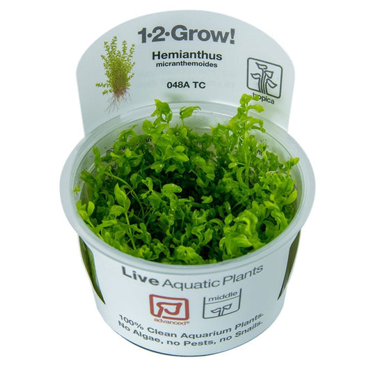 Hemianthus Micranthemoides 1-2-Grow