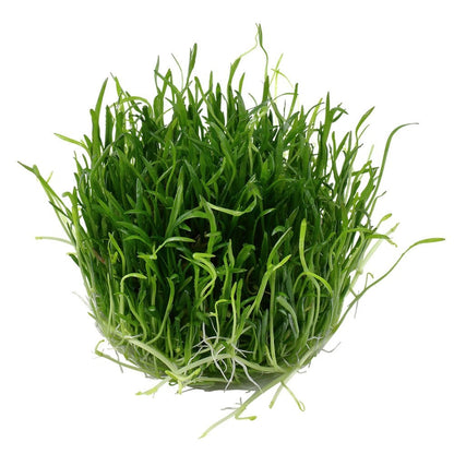 Lilaeopsis Brasiliensis 1-2-Grow