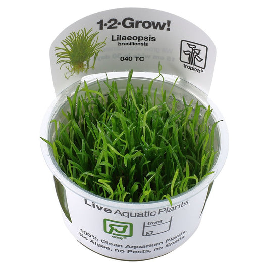 Lilaeopsis Brasiliensis 1-2-Grow