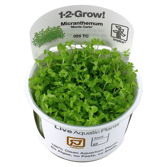 Micranthemum Tweediei Monte Carlo 1-2-Grow