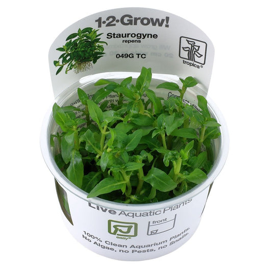Staurogyne Repens 1-2-Grow