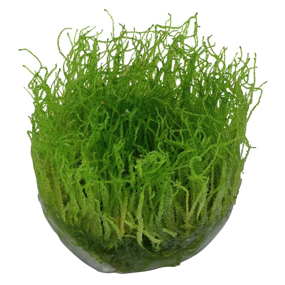 Taxiphyllum Barbieri Bogor Moss 1-2-Grow