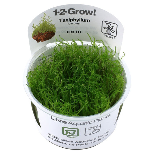 Taxiphyllum Barbieri Bogor Moss 1-2-Grow