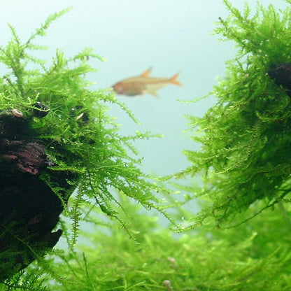 Taxiphyllum Barbieri Bogor Moss 1-2-Grow
