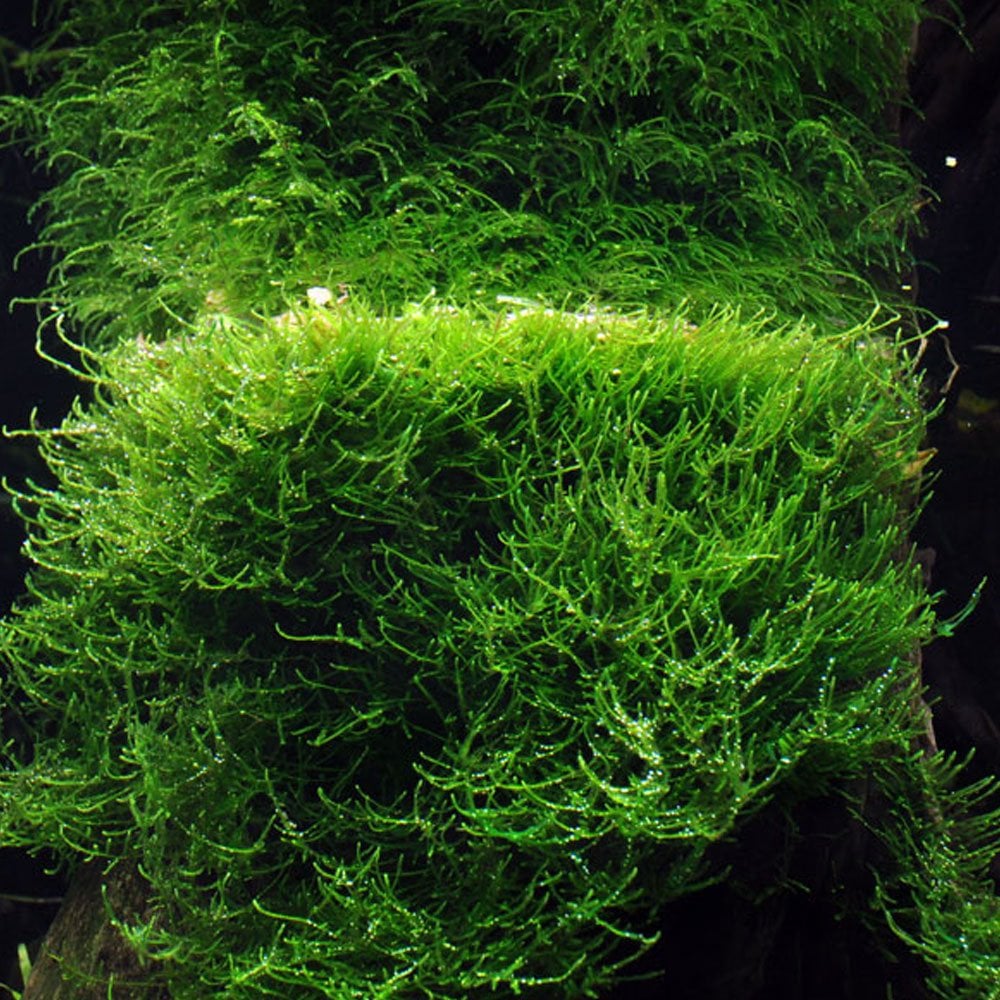 Taxiphyllum Barbieri Bogor Moss 1-2-Grow
