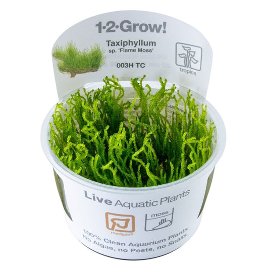 Taxiphyllum Sp. Flame Moss 1-2-Grow