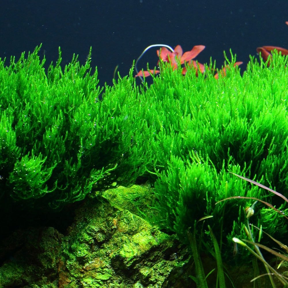 Taxiphyllum Sp. Flame Moss 1-2-Grow