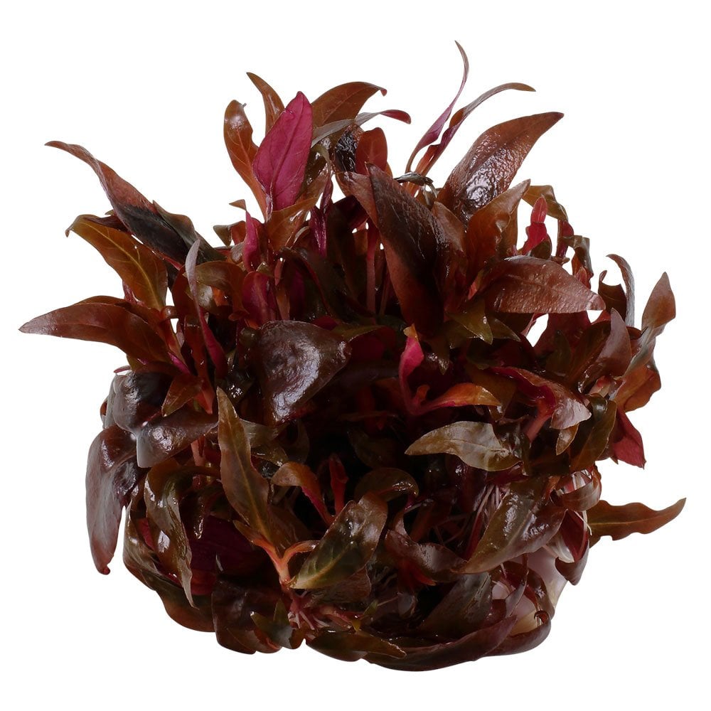 Alternanthera Reineckii Mini 1-2-Grow