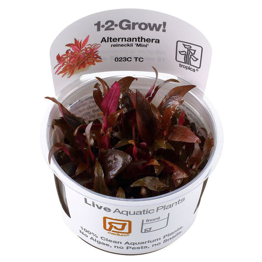 Alternanthera Reineckii Mini 1-2-Grow