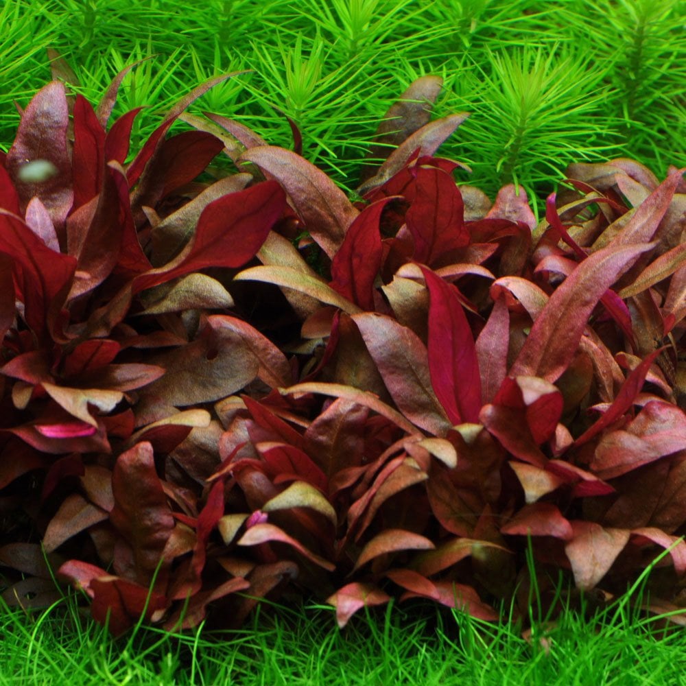 Alternanthera Reineckii Mini 1-2-Grow