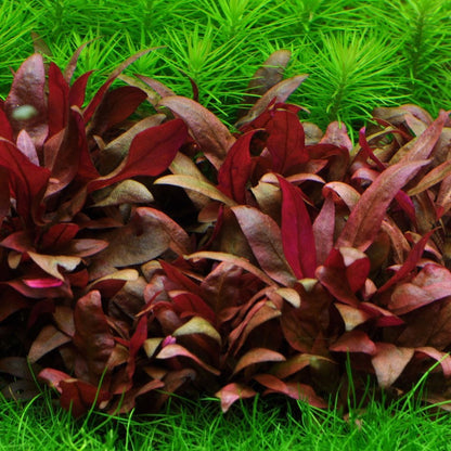 Alternanthera Reineckii Mini 1-2-Grow