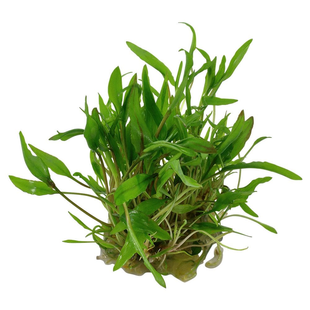 Cryptocoryne Wendtii Green 1-2-Grow