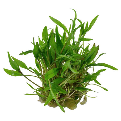 Cryptocoryne Wendtii Green 1-2-Grow