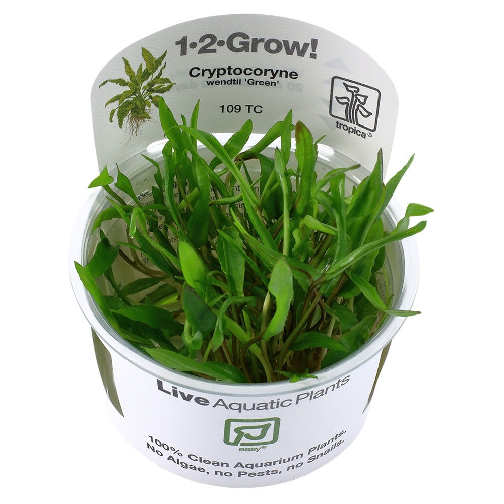 Cryptocoryne Wendtii Green 1-2-Grow