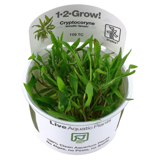 Cryptocoryne Wendtii Green 1-2-Grow
