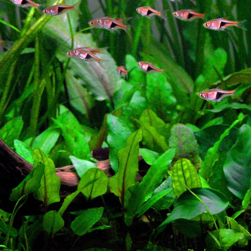 Cryptocoryne Wendtii Green 1-2-Grow
