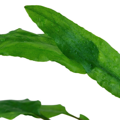 Cryptocoryne Wendtii Green 1-2-Grow