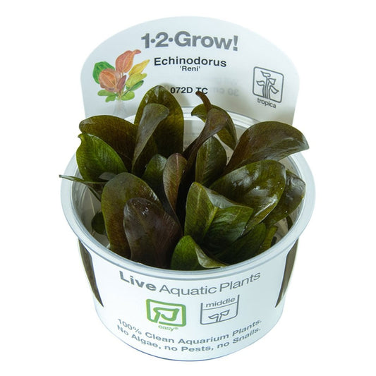 Echinodorus Reni 1-2-Grow