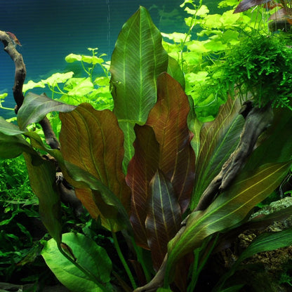 Echinodorus Reni 1-2-Grow