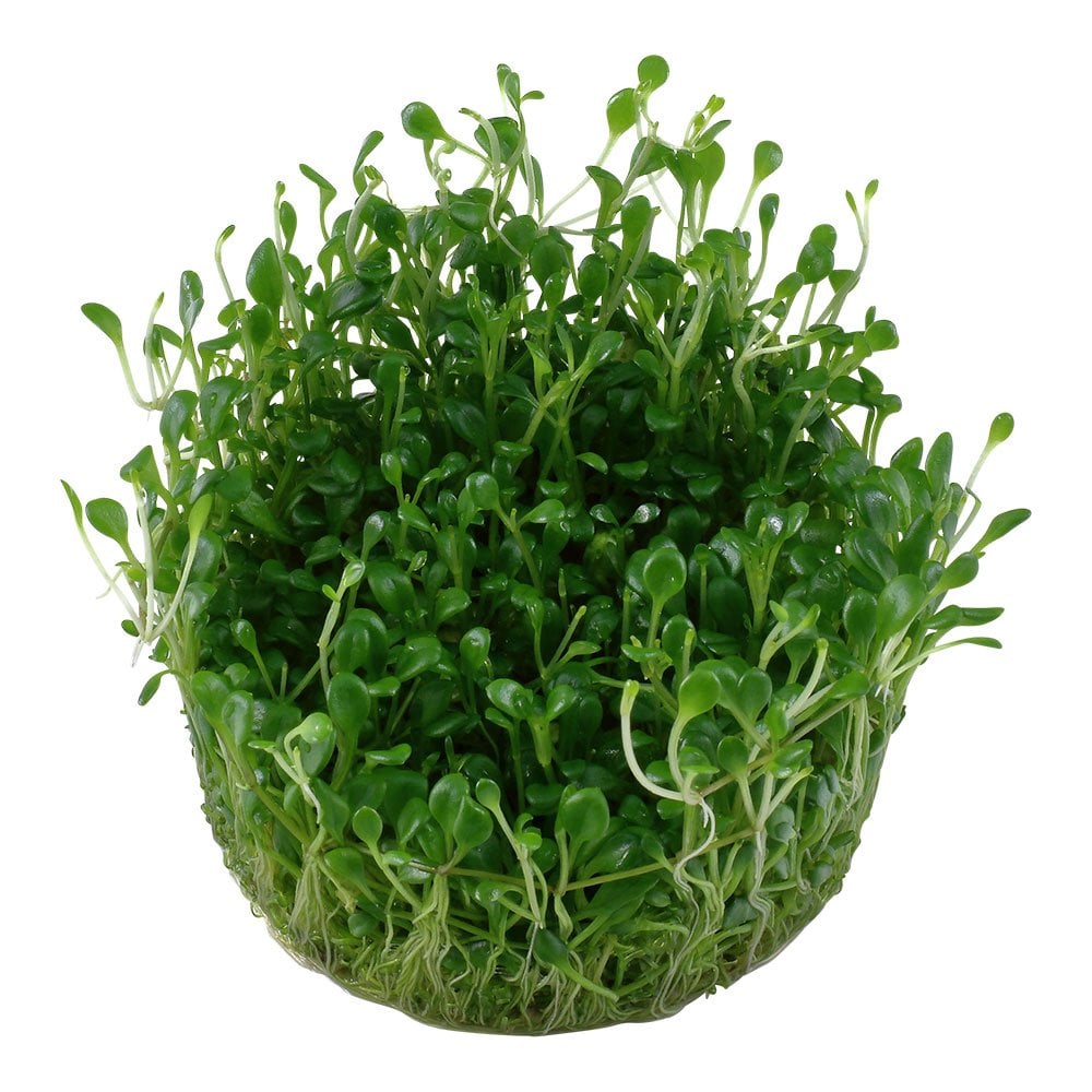 Glossostigma Elatinoides 1-2-Grow