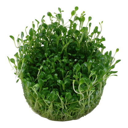 Glossostigma Elatinoides 1-2-Grow