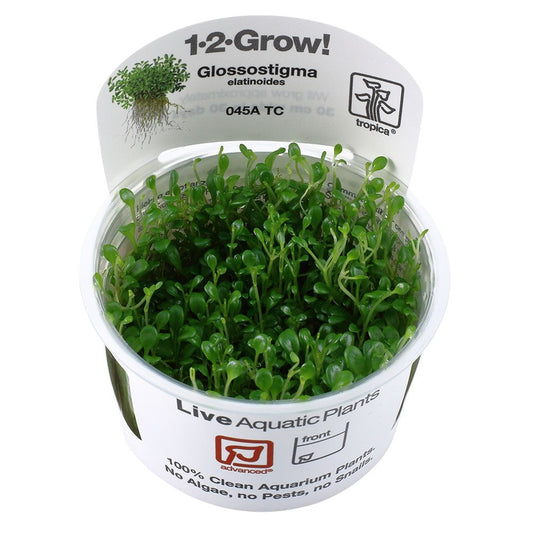 Glossostigma Elatinoides 1-2-Grow
